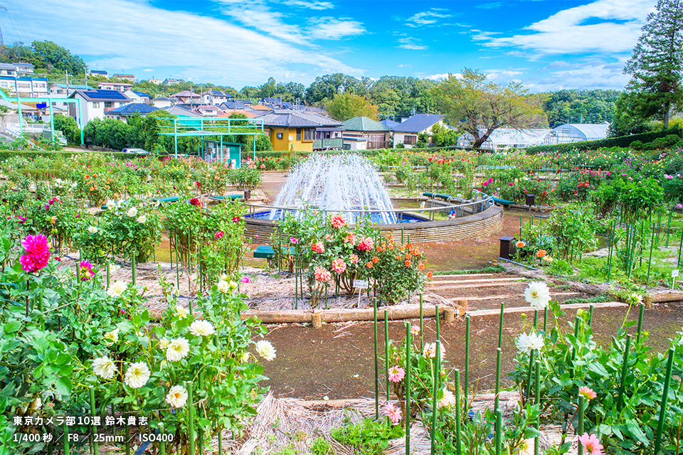 町田ダリア園の作品
