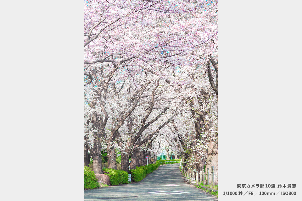 尾根緑道の作品