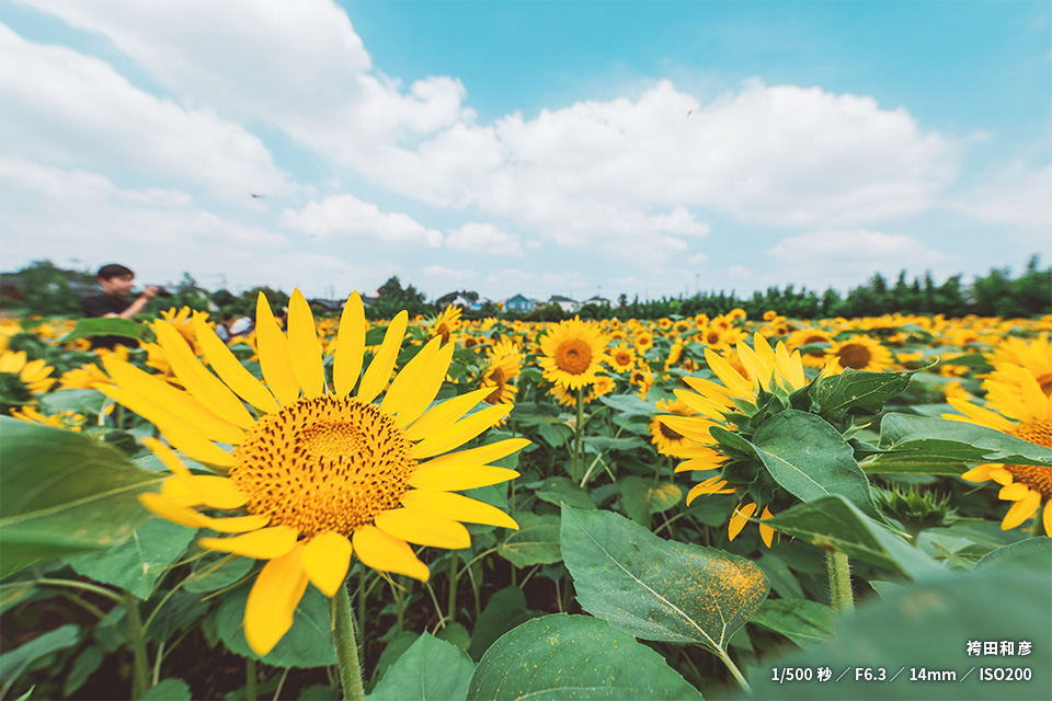 なんまちひまわり畑の作品