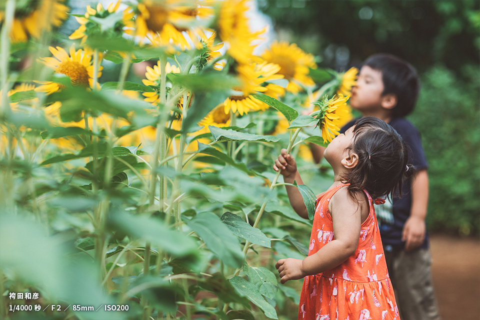 なんまちひまわり畑の作品