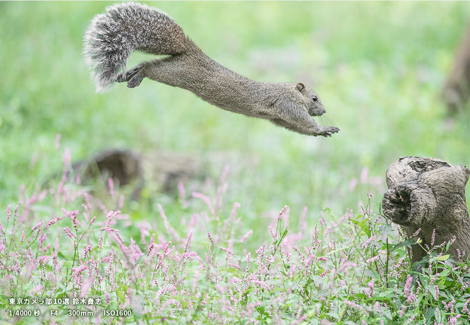 町田リス園の作品