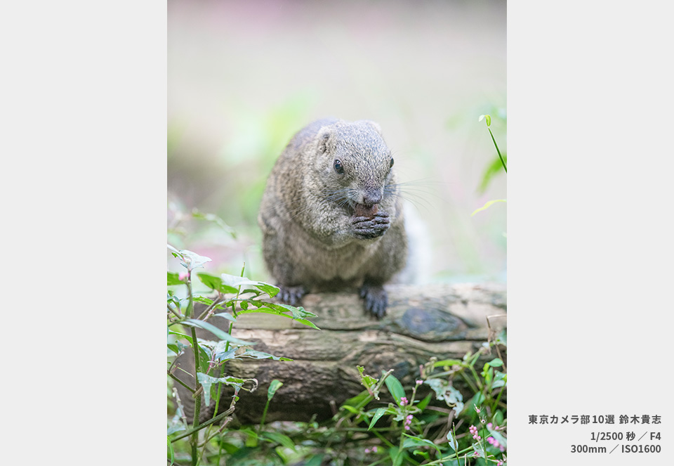 町田リス園の作品