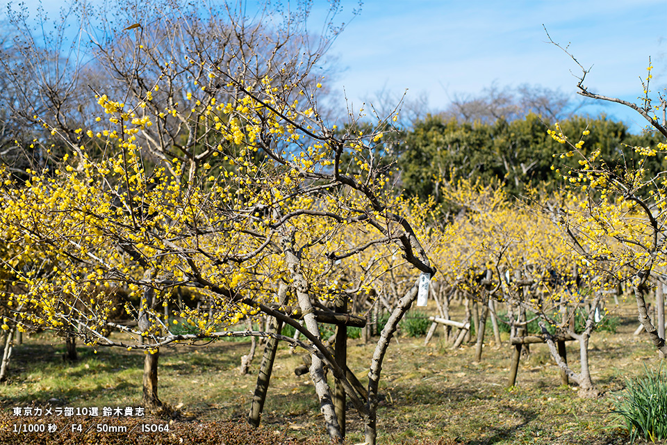 忠生公園の作品