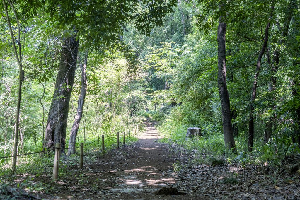 かしの木山自然公園の写真