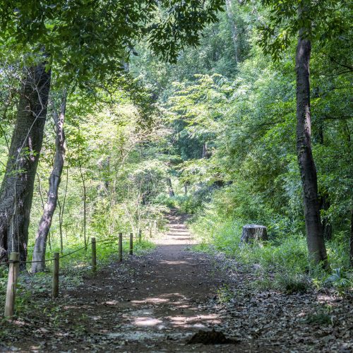 かしの木山自然公園の写真